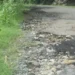 Cacao Vieux-Fort road neglect Damaged road with clogged gutters highlights years of infrastructure failure. Photo credit Loop St. Lucia News.