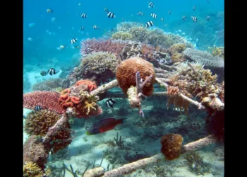 Coral restoration using the biorock technique in progress on Gili Islands, showcasing a solution to combat coral bleaching. Source GiliEcoTrust.com