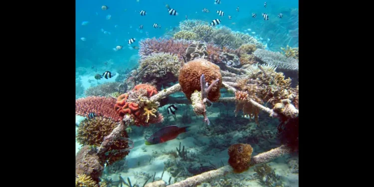 Coral restoration using the biorock technique in progress on Gili Islands, showcasing a solution to combat coral bleaching. Source GiliEcoTrust.com