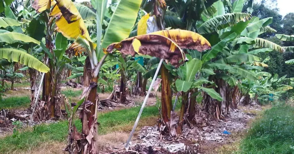 Panama Canal Oil Excuse Sparks Backlash Against Philip Pierre Banana plants affected by black sigatoka in a Saint Lucia field, highlighting the challenges linked to the Panama Canal Oil Excuse