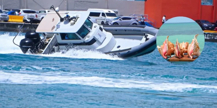 St Lucia police marine unit intercepts 1,000-pound illegal conch haul near Gros Piton