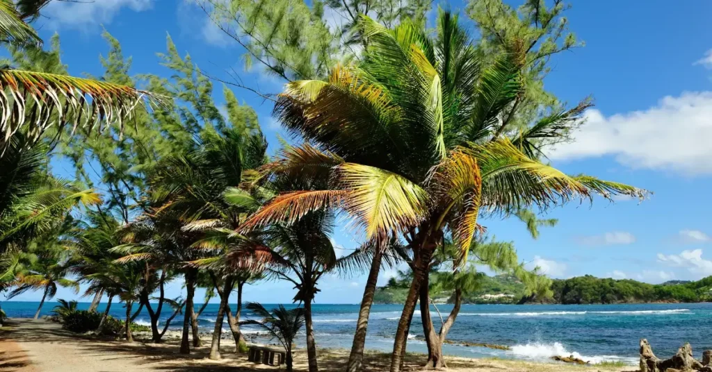 Best towns and resorts in St Lucia Palm-lined trail and coastline at Rodney Bay, St Lucia