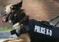 Police dog in tactical vest representing the death of K-9 Officer Tyson in St Lucia