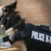 Police dog in tactical vest representing the death of K-9 Officer Tyson in St Lucia