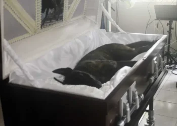 K9 Officer Tyson lies in a casket during his funeral in St Lucia after rat bait poisoning in K9 Tyson was dismissed as cause of death.