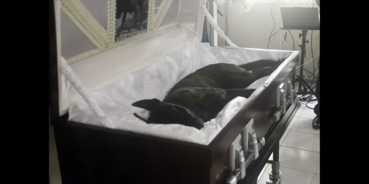 K9 Officer Tyson lies in a casket during his funeral in St Lucia after rat bait poisoning in K9 Tyson was dismissed as cause of death.