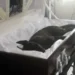 K9 Officer Tyson lies in a casket during his funeral in St Lucia after rat bait poisoning in K9 Tyson was dismissed as cause of death.