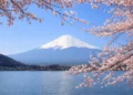 Mount Fuji in Japan framed by cherry blossoms, reflecting cultural exchange under the 2026 JET Programme