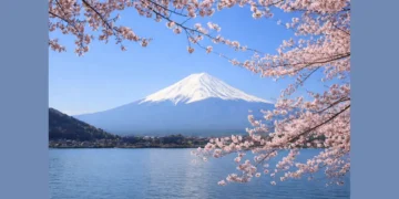 Mount Fuji in Japan framed by cherry blossoms, reflecting cultural exchange under the 2026 JET Programme