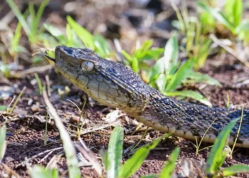 Fer-de-lance attack risk as a fer-de-lance snake flicks its tongue in grass