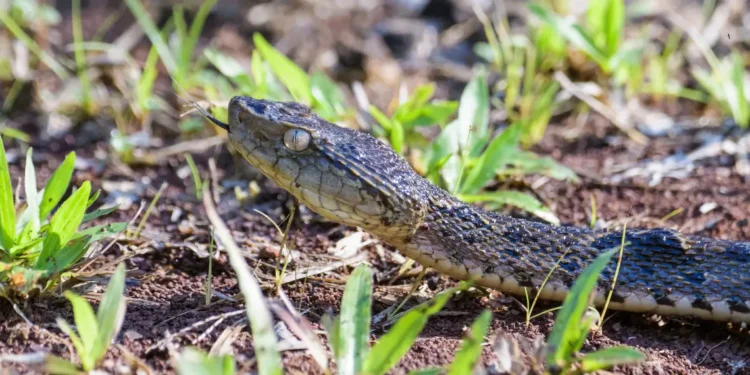 Fer-de-lance attack risk as a fer-de-lance snake flicks its tongue in grass
