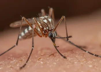 Aedes mosquito transmitting chikungunya virus in St Lucia