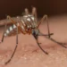 Aedes mosquito transmitting chikungunya virus in St Lucia