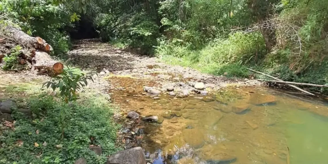 Dry Season Crisis leaves low water levels near a WASCO raw water source in St Lucia