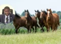 Grenada kills horses — Prime Minister Dickon Mitchell alongside illustrative image of horses; Grenada euthanasia dispute 2026