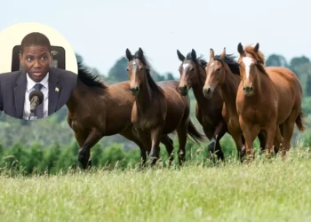 Grenada kills horses — Prime Minister Dickon Mitchell alongside illustrative image of horses; Grenada euthanasia dispute 2026