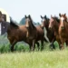 Grenada kills horses — Prime Minister Dickon Mitchell alongside illustrative image of horses; Grenada euthanasia dispute 2026