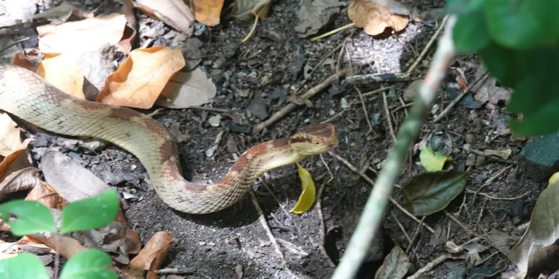 Snake bite cases prompt concern as a Saint Lucia fer-de-lance is seen in leaf litter