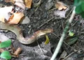 Snake bite cases prompt concern as a Saint Lucia fer-de-lance is seen in leaf litter
