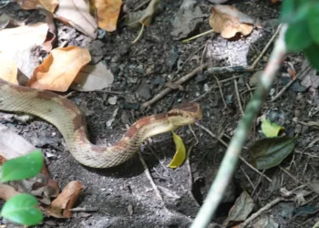 Snake bite cases prompt concern as a Saint Lucia fer-de-lance is seen in leaf litter
