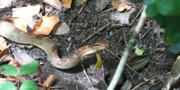 Snake bite cases prompt concern as a Saint Lucia fer-de-lance is seen in leaf litter