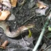 Snake bite cases prompt concern as a Saint Lucia fer-de-lance is seen in leaf litter