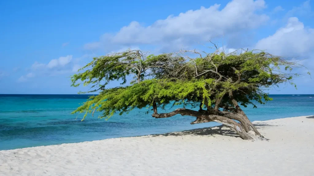Divi-divi tree on Aruba beach among the safest Caribbean islands