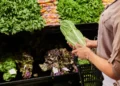 Shopper examining lettuce amid the US cyclospora outbreak