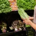 Shopper examining lettuce amid the US cyclospora outbreak